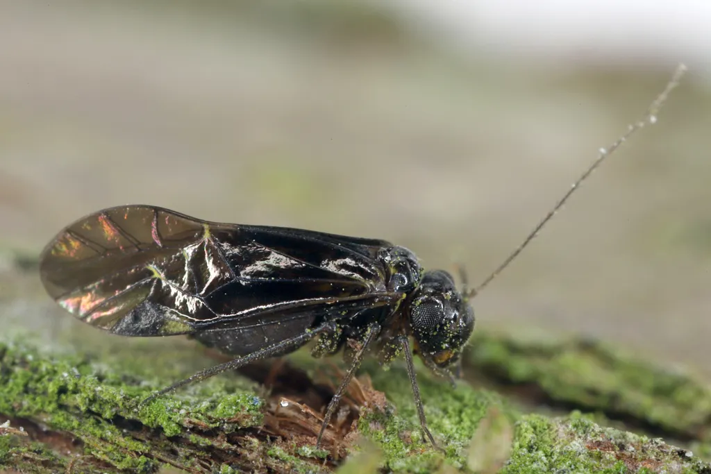 Hyalopsocus morio - photo 2