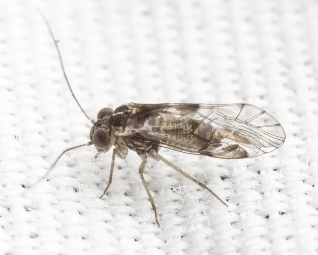 Hyalopsocus striatus