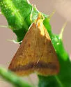 Hyalorista taeniolalis - Hodges#5077 - photo 2