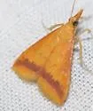 Hyalorista taeniolalis - Hodges#5077 - photo 4