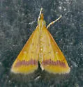 Hyalorista taeniolalis - Hodges#5077 - photo 5