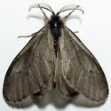 Hyaloscotes fumosa - Hodges#0448