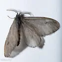Hyaloscotes fumosa - Hodges#0448 - photo 4