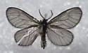 Hyaloscotes pithopoera - Hodges#0449 - photo 3