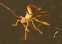 Hyalymenus longispinus