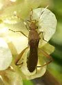 Hyalymenus subinermis
