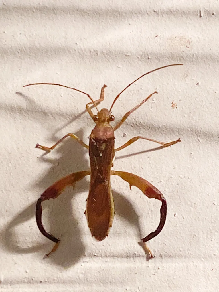 Texas Bow-legged Bug - photo 2