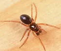 Hybauchenidium cymbadentatum