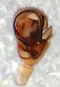Hybauchenidium cymbadentatum - photo 4