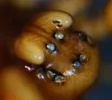 Hybauchenidium gibbosum