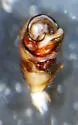 Hybauchenidium gibbosum - photo 3