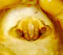Hybauchenidium gibbosum - photo 4