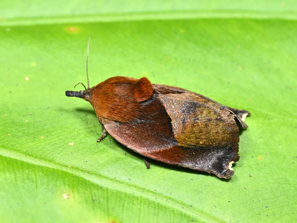 Hyblaea firmamentum - photo 2