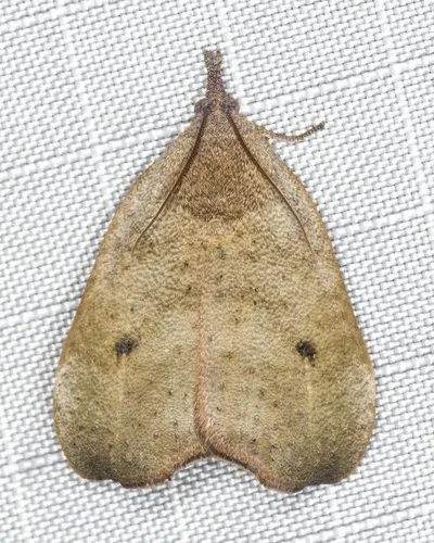 Hyblaea ibidias