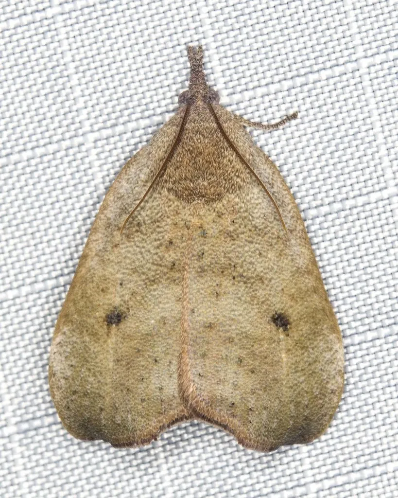 Hyblaea ibidias - photo 2