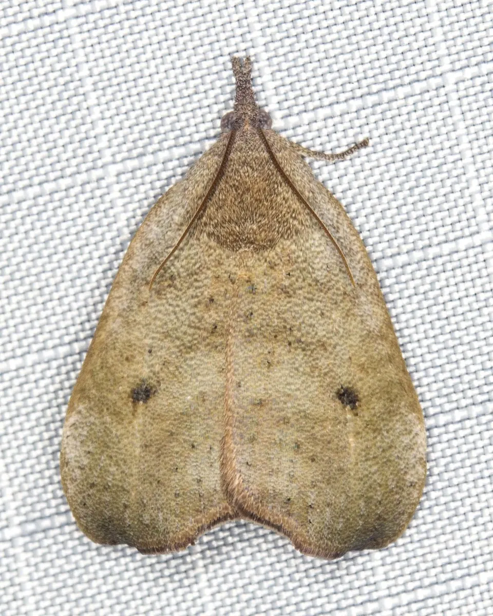 Hyblaea ibidias - photo 3