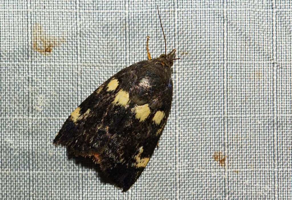 Hyblaea occidentalium - photo 2