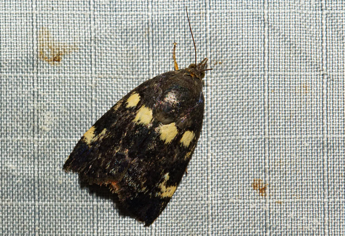 Hyblaea occidentalium - photo 3