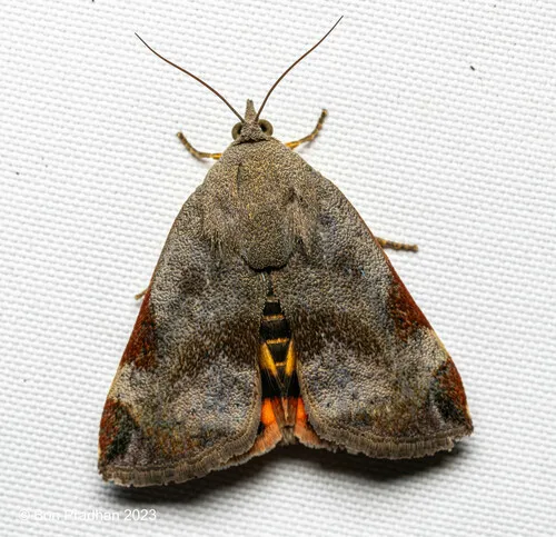 Teak Defoliator Moth - Hodges#6088 - photo 2