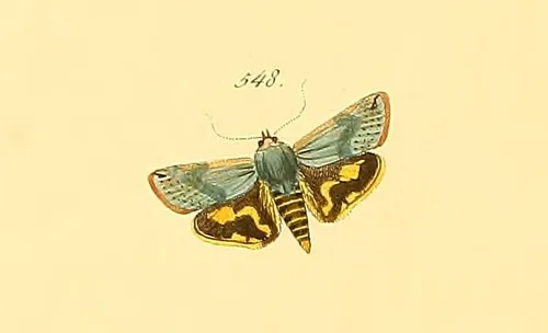 Hyblaea pusilla
