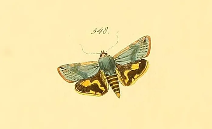Hyblaea pusilla - photo 2