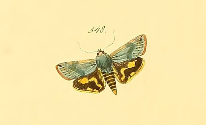 Hyblaea pusilla - photo 3