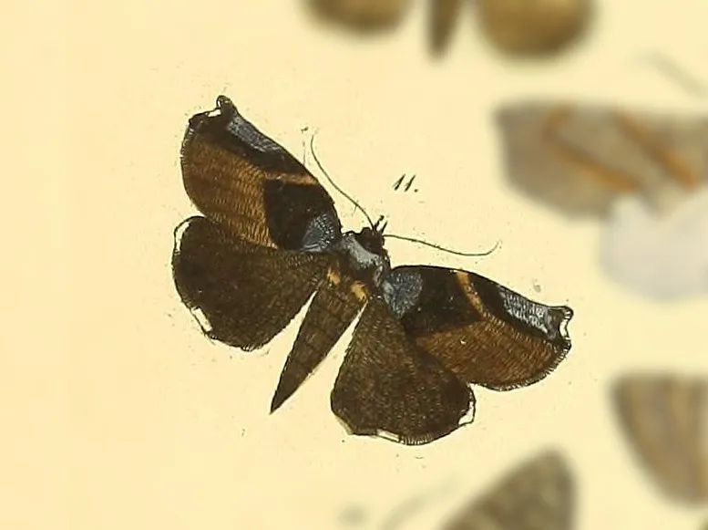 Hyblaea tenebrionis - photo 2