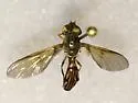 Hybobathus lineatus