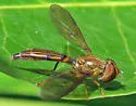 Hybobathus lineatus - photo 2