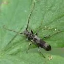 Hybodera debilis - photo 2