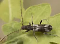 Hybodera debilis - photo 3