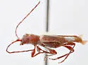 Hybodera debilis - photo 5