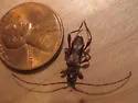 Hybodera tuberculata - photo 2
