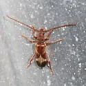 Hybodera tuberculata - photo 3