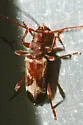 Hybodera tuberculata - photo 4