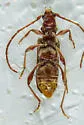 Hybodera tuberculata - photo 5