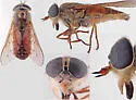Hybomitra aasa