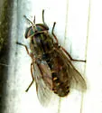 Hybomitra affinis