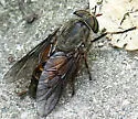 Hybomitra affinis - photo 2
