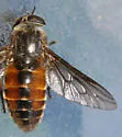 Hybomitra affinis - photo 3