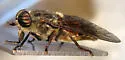 Hybomitra affinis - photo 4