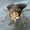 Hybomitra affinis - photo 5