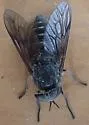 Hybomitra arpadi