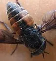 Hybomitra arpadi - photo 4