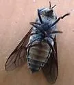 Hybomitra arpadi - photo 5
