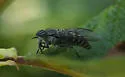 Hybomitra astuta