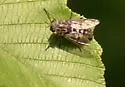 Hybomitra astuta - photo 5
