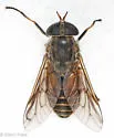 Hybomitra aurilimbus
