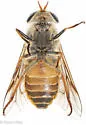 Hybomitra aurilimbus - photo 2