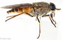 Hybomitra aurilimbus - photo 3